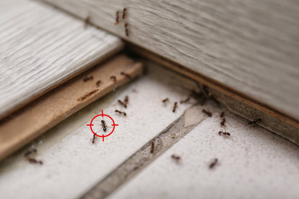 Best Pest Exclusion Services  in Cedar Creek, TX